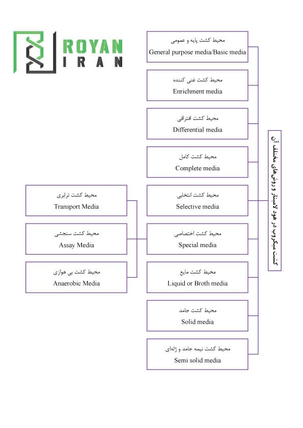 کشت میکروبی در هود لامینار