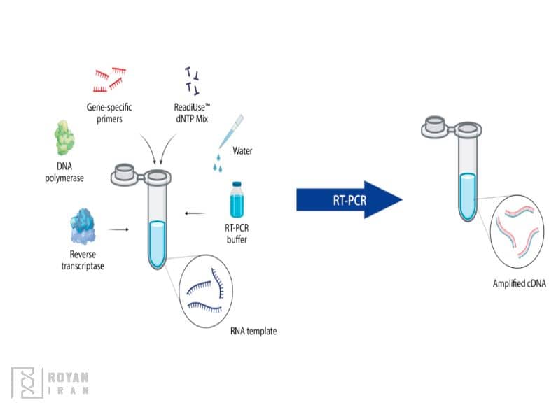Reverse Transcription PCR (RT-PCR)