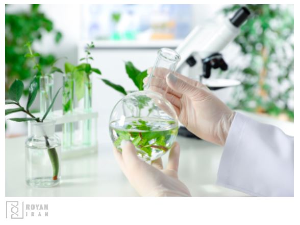 کشت بافت گیاهی