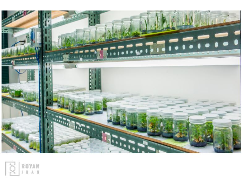 کشت بافت گیاهی