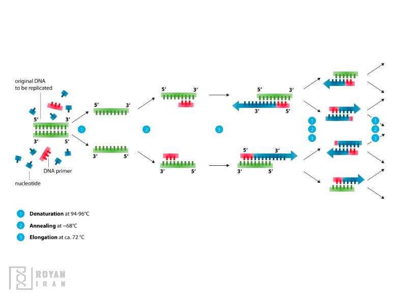 بهینه سازی PCR