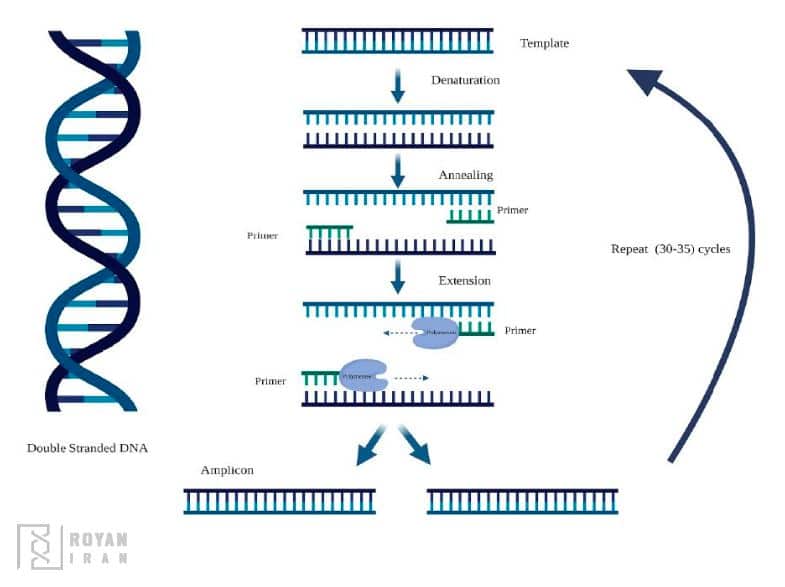 بهینه سازی PCR