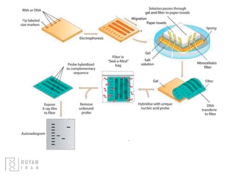 پروتکل ساترن بلاتیگ