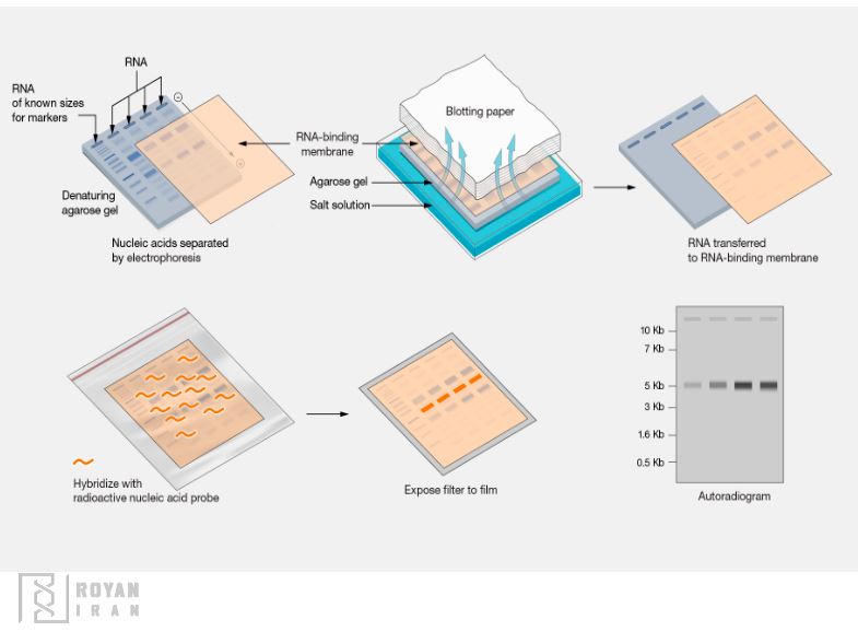 شماتیک نورترن بلاتینگ northern blotting