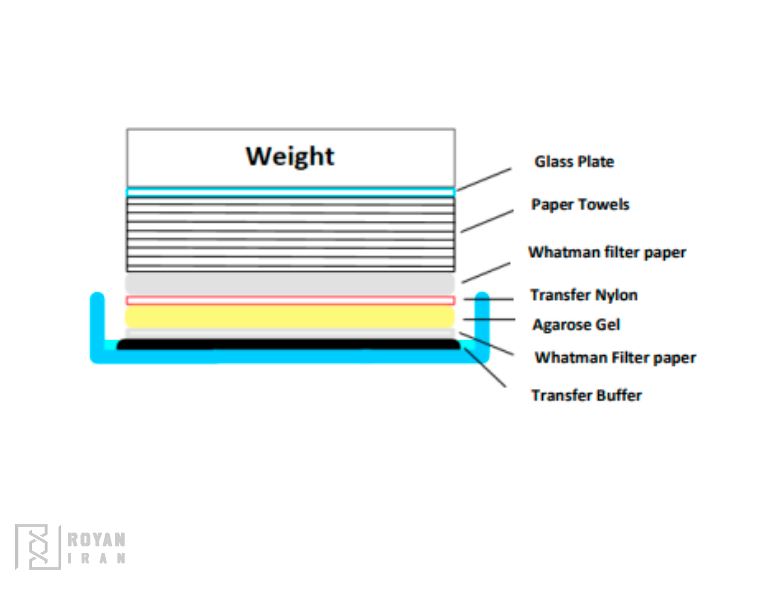 صفحات نورترن بلات